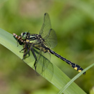 Gomphus vulgatissimus